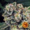 BARNEY'S FARM - TROPICANNA BANANA STRAIN - FEM PHOTO - Image 5