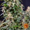 BARNEY'S FARM - WATERMELON ZKITTLEZ STRAIN - AUTO FEM - Image 4