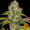 BARNEY'S FARM - WEDDING CAKE STRAIN - FEM PHOTO - Image 3