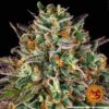 BARNEY'S FARM - WEDDING CAKE STRAIN - FEM PHOTO - Image 4