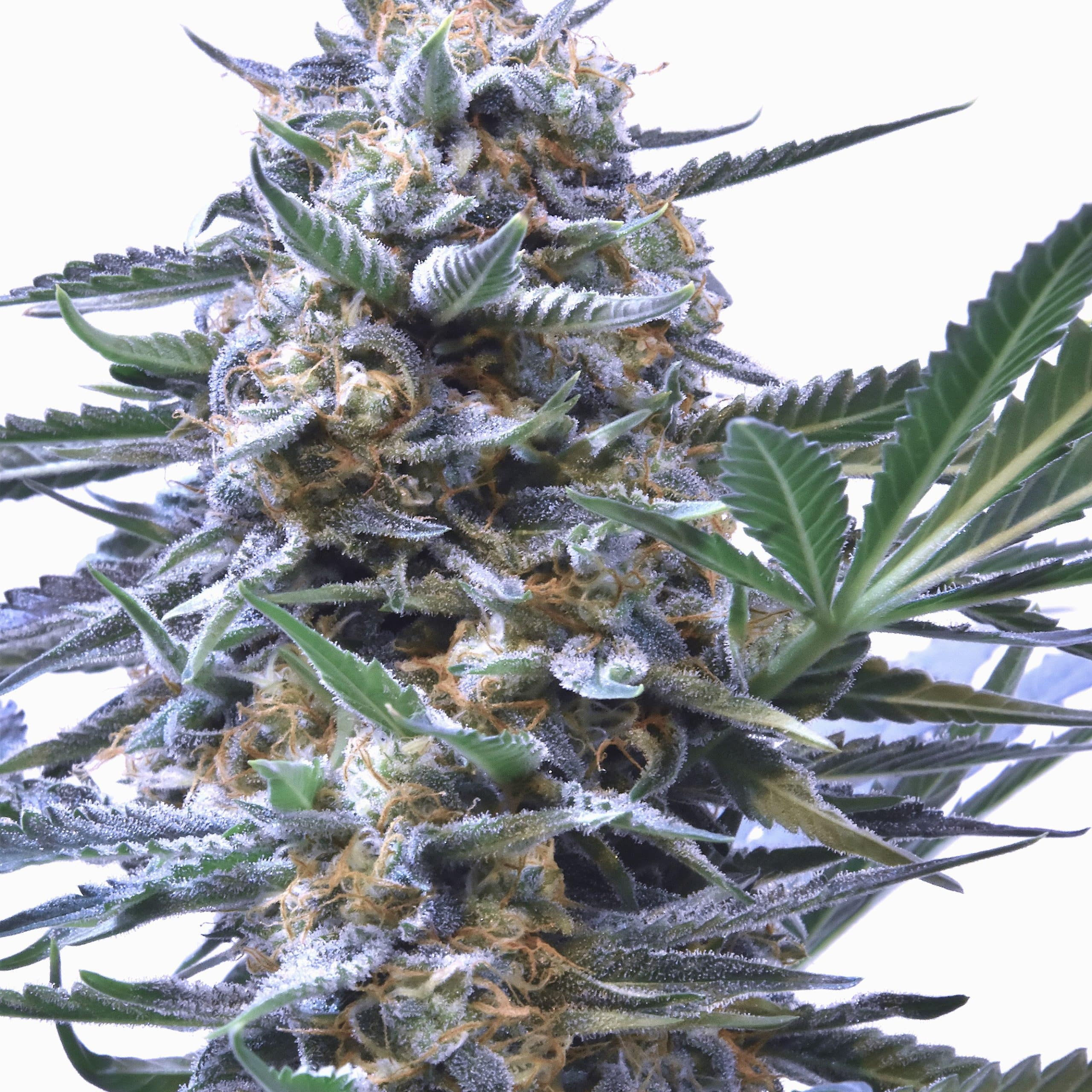 Speedrun Seeds  Feminized Autoflower Seeds