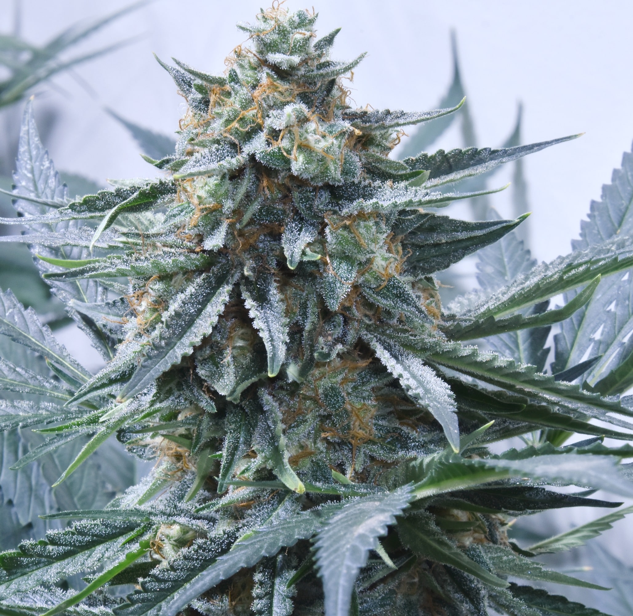 Speedrun Seeds  Feminized Autoflower Seeds