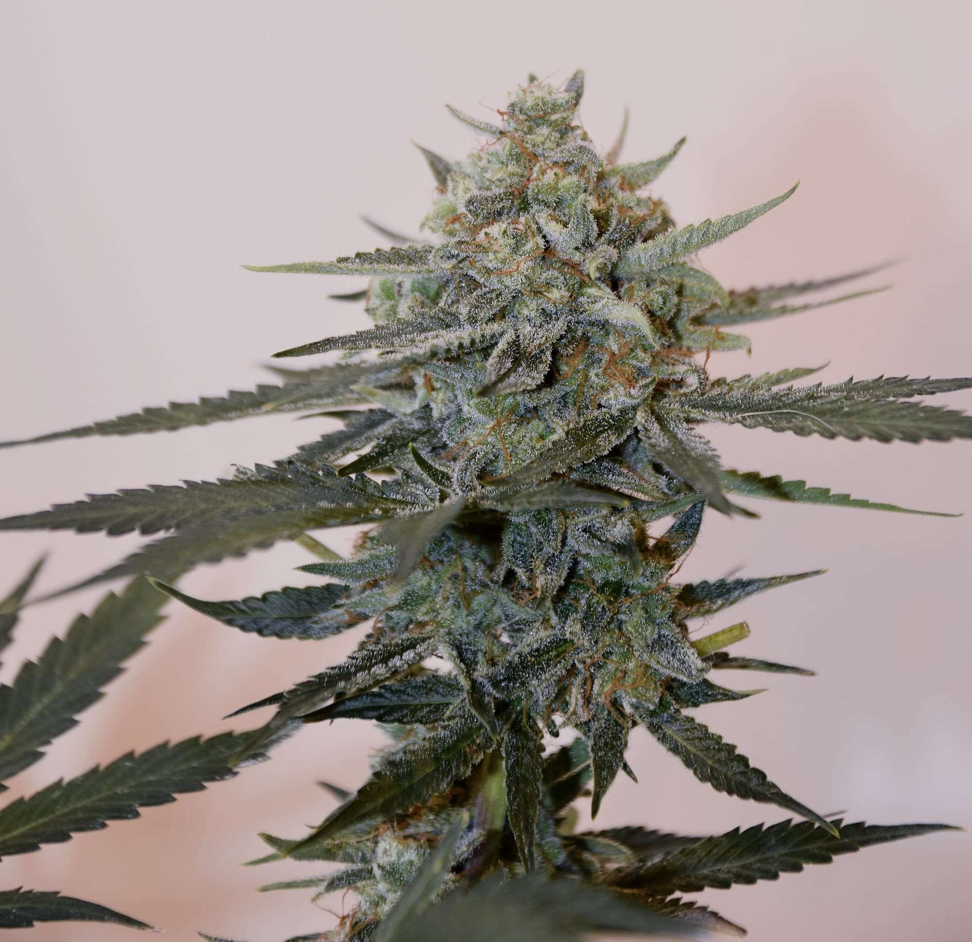 Speedrun Seeds  Feminized Autoflower Seeds