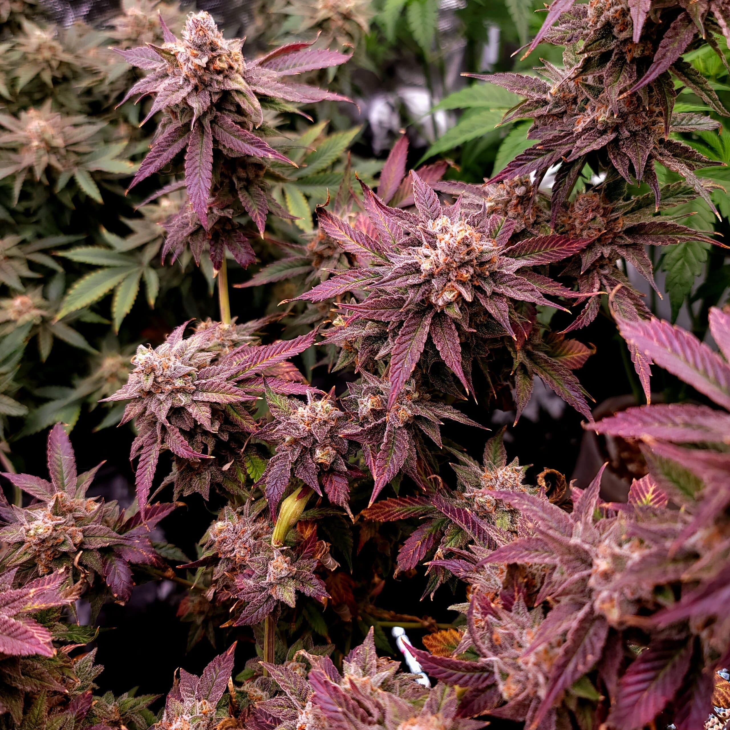 Honey Pot The Color Out of Space Reg Photo 10 Pack