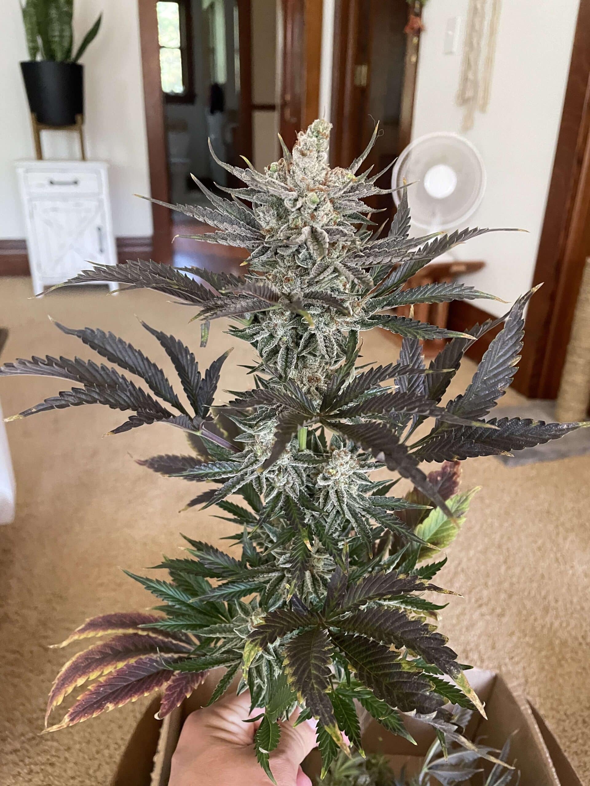 Honey Pot The Color Out of Space Reg Photo 10 Pack