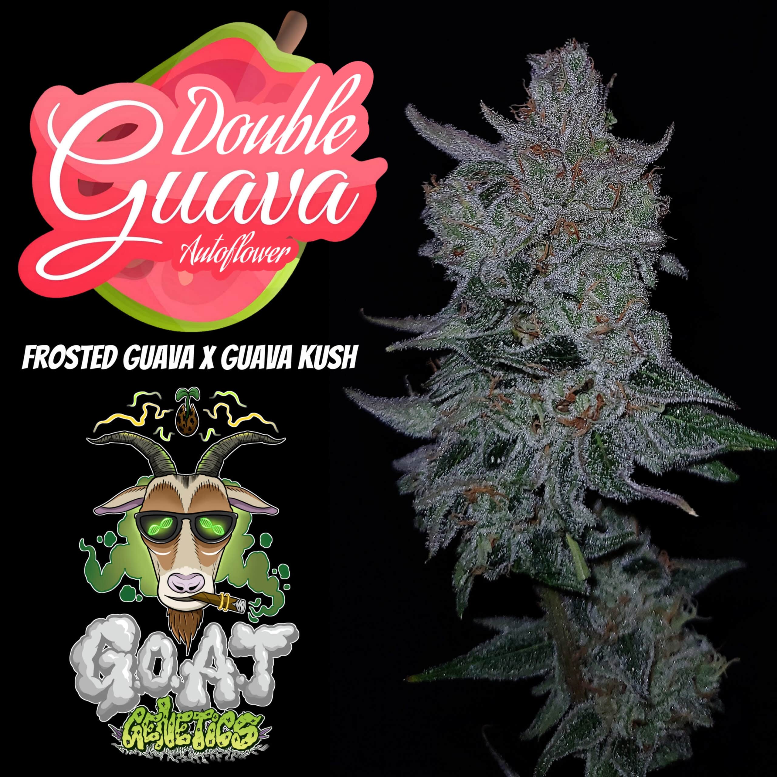 Goat Double Guava Auto Strain Auto Fem 5 pack