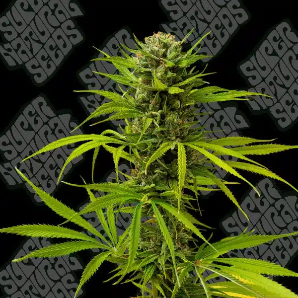 Supernatural Seeds Frozen Melonz Strain Fem Photo