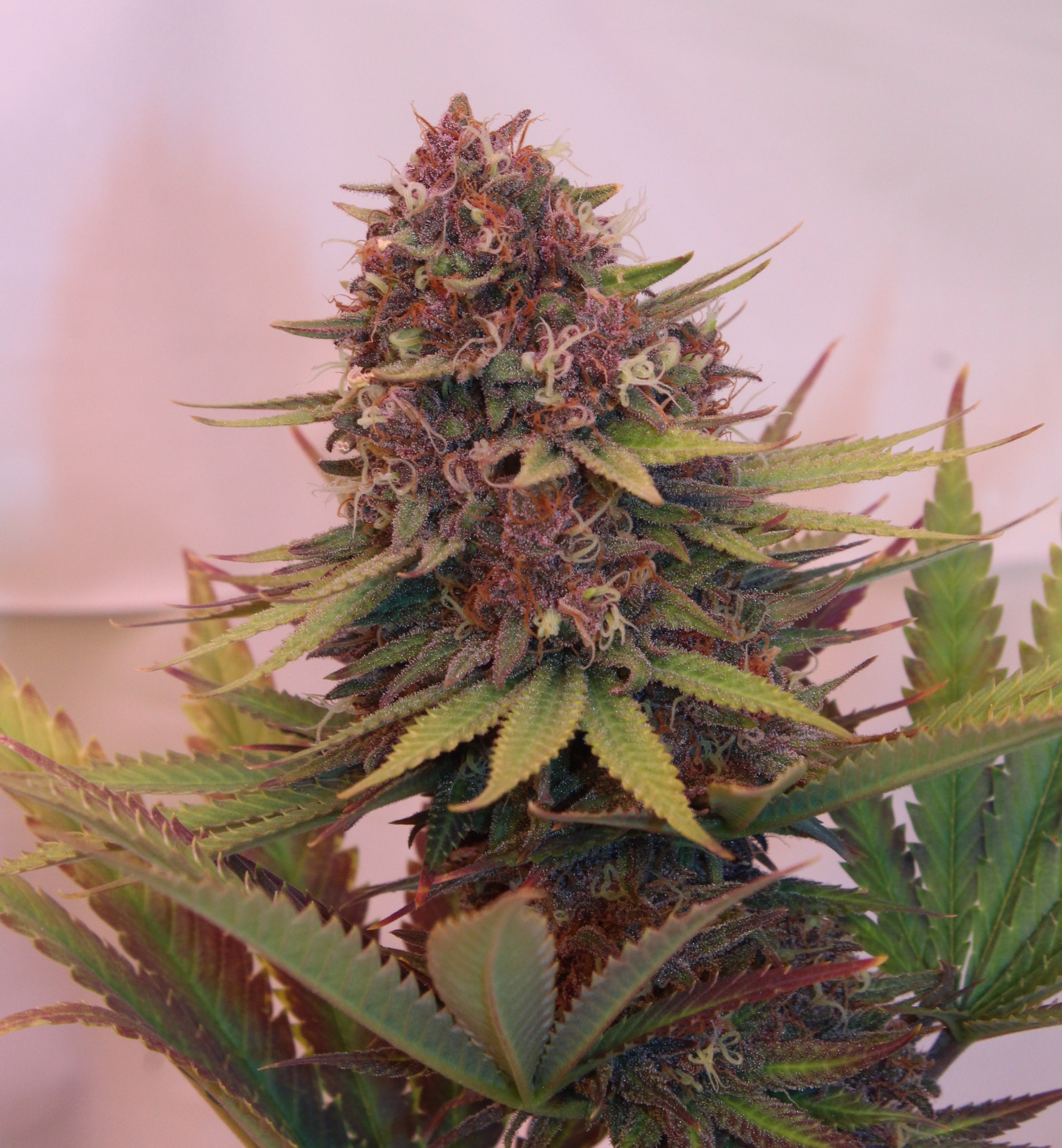 Annunaki Genetics – Huckleberry Pepper Strain – Reg Photo