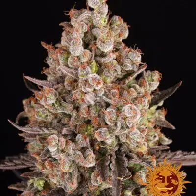 OG Kush | Barney's Farm | FEM Photoperiod Seeds