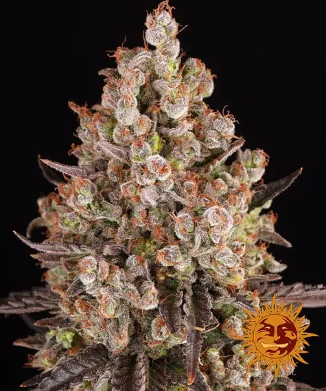 OG Kush | Barney's Farm | FEM Photoperiod Seeds