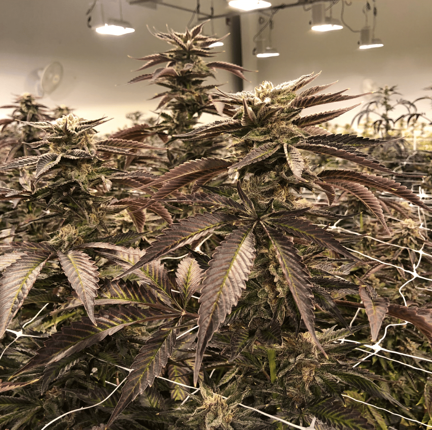 Annunaki Prism Strain Reg Photo