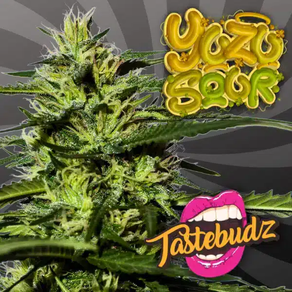 Tastebudz Yuzu Sour Strain Fem Auto tastebudz-yuzu-sour-strain-fem-auto