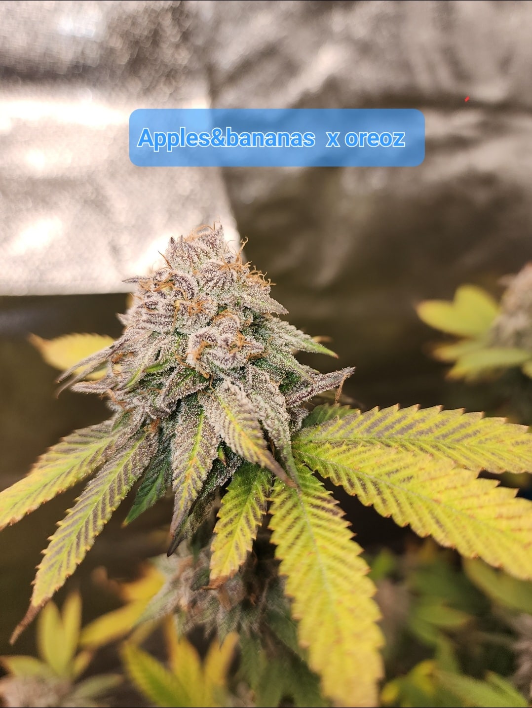 Newbie Nugs Apples & Bananas x Oreoz Strain Photo Fem 5 Pack