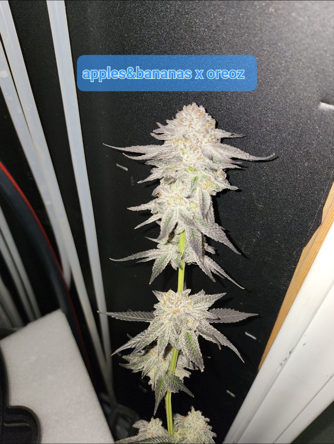 Newbie Nugs Apples & Bananas x Oreoz Strain Photo Fem 5 Pack