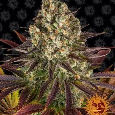 Biscotti | Barney's Farm | FEM Photoperiod Seeds
