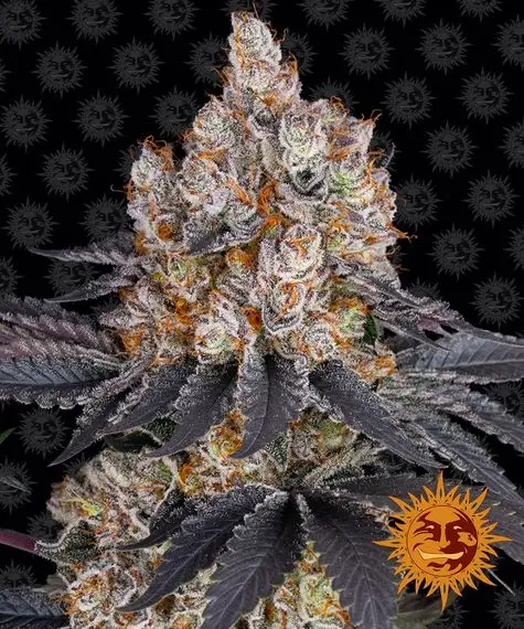Gelato | Barney's Farm | FEM Photoperiod Seeds