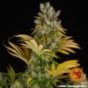 Barney?s Farm ? GMO Strain ? Fem Photo - Image 3