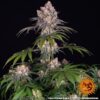 Barney?s Farm ? Ice Cream Cake Strain ? Fem Photo - Image 2