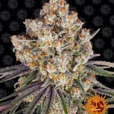 Ice Cream Cake | Barney's Farm | FEM Photoperiod Seeds