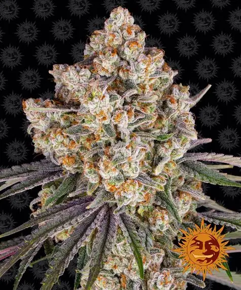 Ice Cream Cake | Barney's Farm | FEM Photoperiod Seeds
