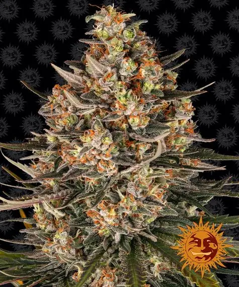 Lemon Drizzle | Barney's Farm | FEM Photoperiod Seeds