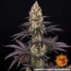 Barney?s Farm ? OG Kush Strain ? Fem Photo - Image 2