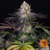 Barney?s Farm ? Runtz Strain ? Fem Photo - Image 2