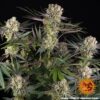 Barney?s Farm ? Runtz Strain ? Fem Photo - Image 4