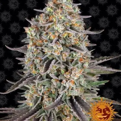 Sour Strawberry | Barney's Farm | FEM Photoperiod Seeds