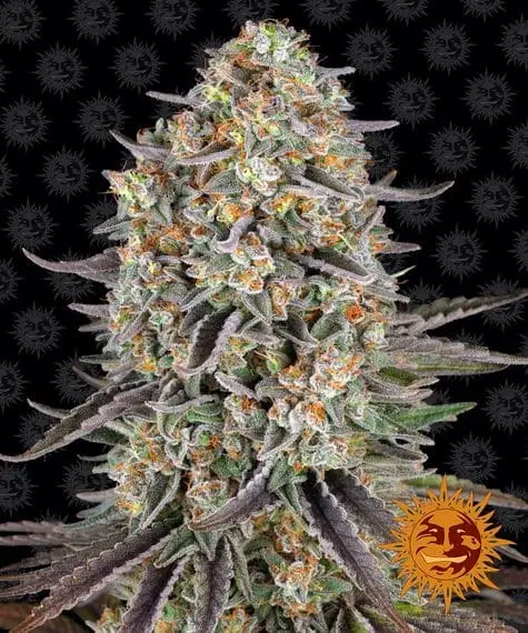 Sour Strawberry | Barney's Farm | FEM Photoperiod Seeds