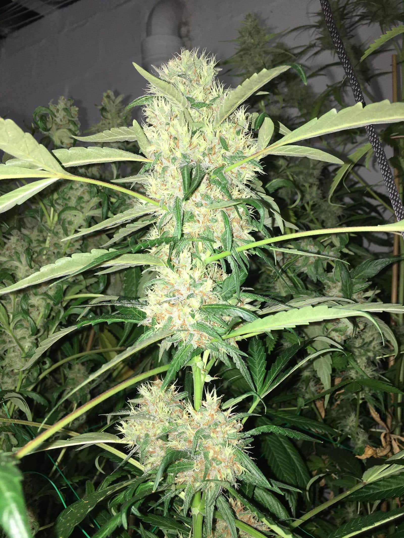 Sofem Cloud Candy Strain Fem Photo 3 Pack