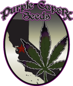 Purple Caper Seeds