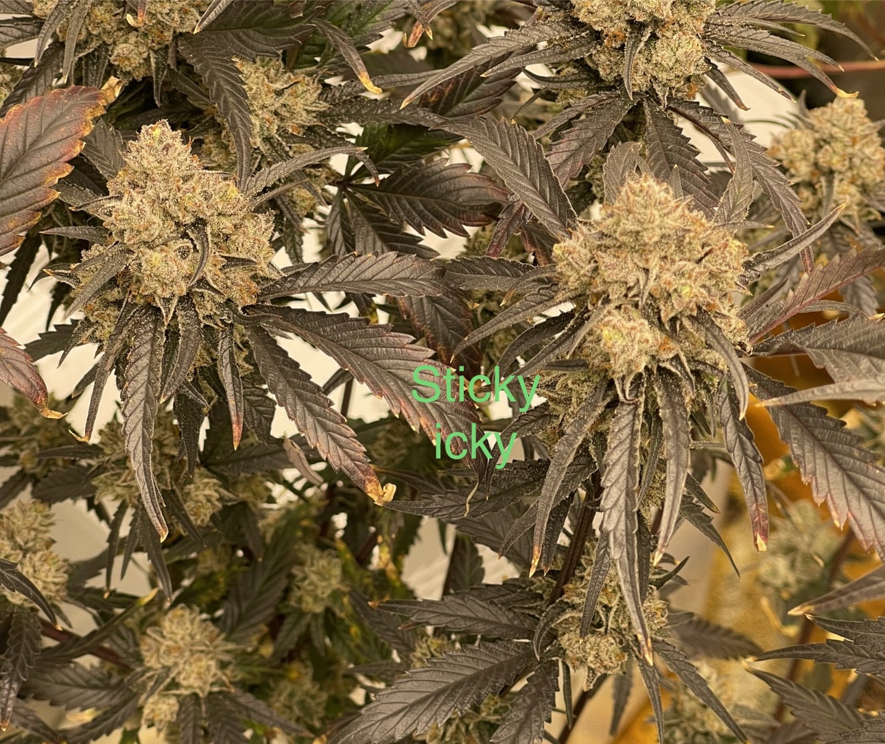 Tru Leaf Sticky Icky Strain Reg Photo 10pack