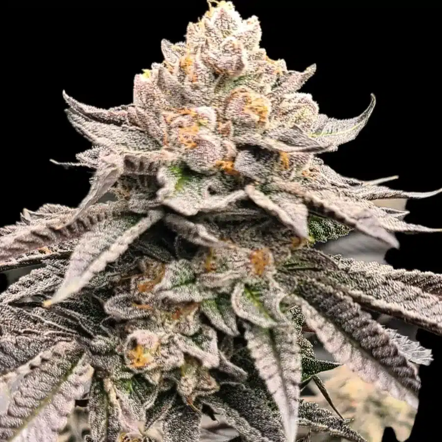 Reverse Purple Fuel Strain Fem Photo 6 Pack