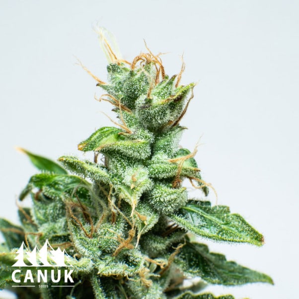 Canuk Seeds Gelato Glue Strain Fem Photo