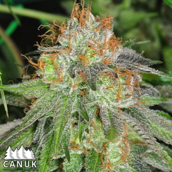 Canuk Seeds – Grandaddy Bruce Elite Strain – Fem Photo