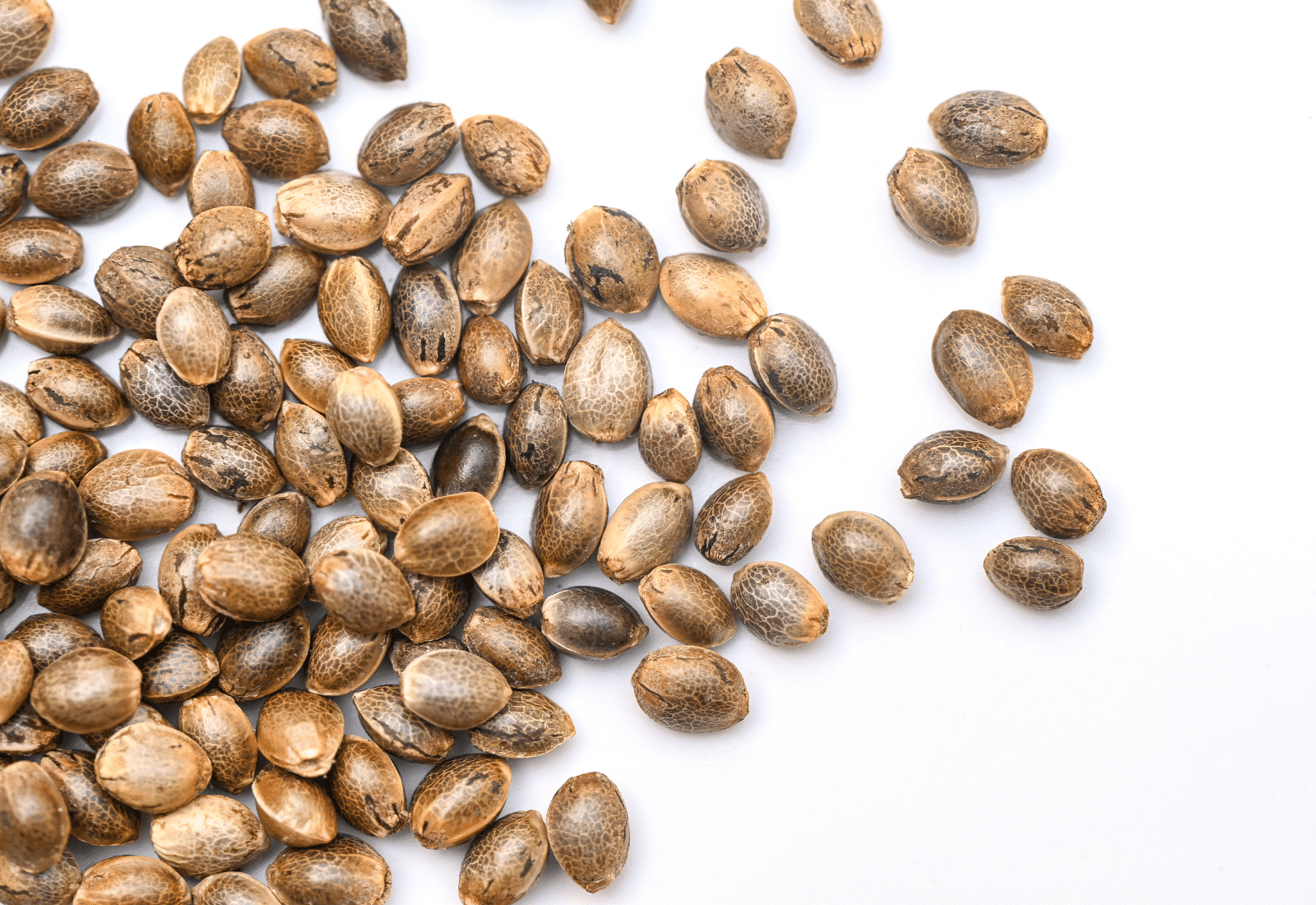 Different Types of Cannabis Seeds: A Comprehensive Guide