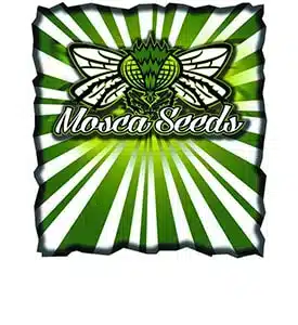 Mosca Seeds