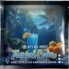 TROPICAL COOLER | ATLAS SEEDS | PHOTOPERIOD FEMALE CANNABIS SEEDS - Image 2