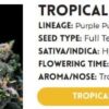 TROPICAL COOLER | ATLAS SEEDS | PHOTOPERIOD FEMALE CANNABIS SEEDS - Image 3