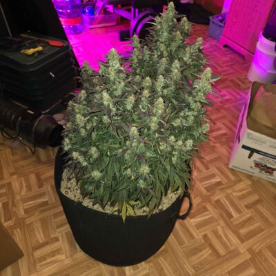 Harvested cannabis seed flower platinum gucci strain photoperiod feminized seeds bred by Roc bud Inc.