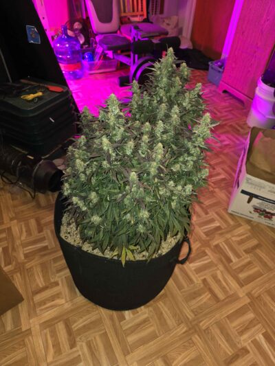 Harvested cannabis seed flower platinum gucci strain photoperiod feminized seeds bred by Roc bud Inc.