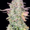 FAST BUDS - ORIGINAL TRAINWRECK STRAIN - AUTO FEM - Image 2