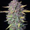 FAST BUDS - PURPLE PUNCH STRAIN - AUTO FEM - Image 5