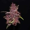 FAST BUDS - PURPLE LEMONADE STRAIN - AUTO FEM - Image 6