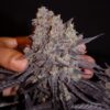 Khalifa Genetics – Aladdin Kush Strain – Fem Photo – 6 Pack - Image 2