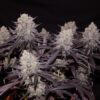 Khalifa Genetics – Aladdin Kush Strain – Fem Photo – 6 Pack - Image 3