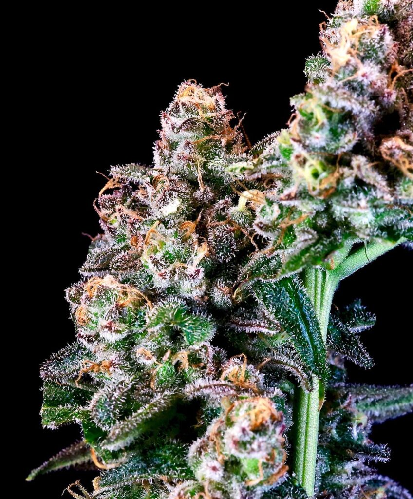 Purple Punch | Atlas Seeds | FEM Photoperiod Seeds