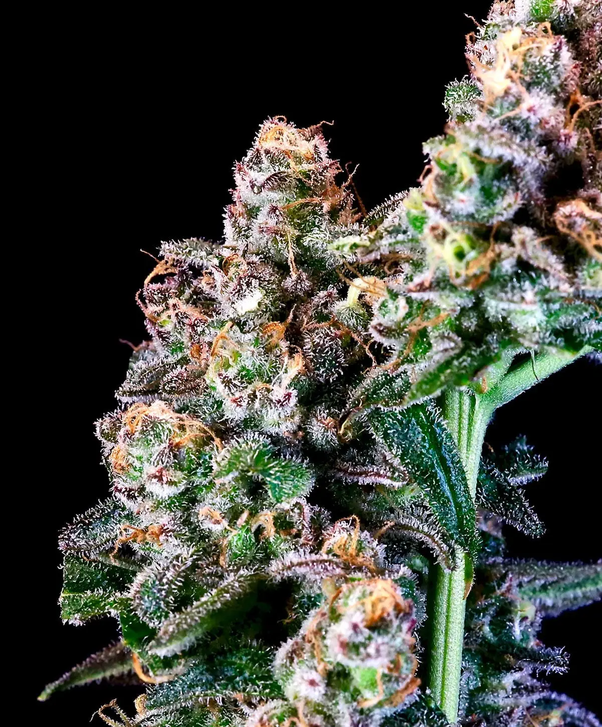 Purple Punch | Atlas Seeds | FEM Photoperiod Seeds