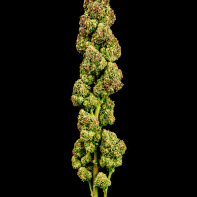 Banana Blast Multiverse Genetics Photo fem image